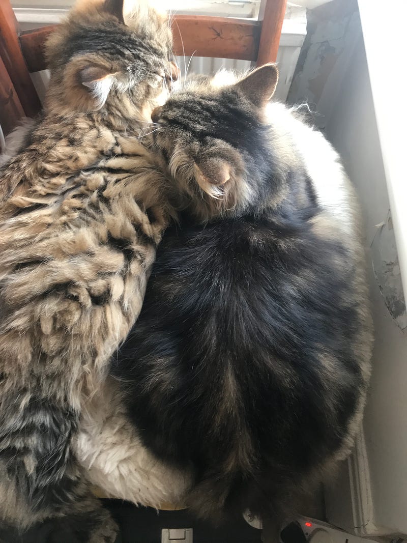 A warm moment of tea and cake with a cat breeder