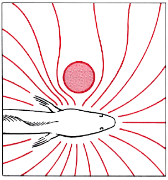 Electric field detection in fish