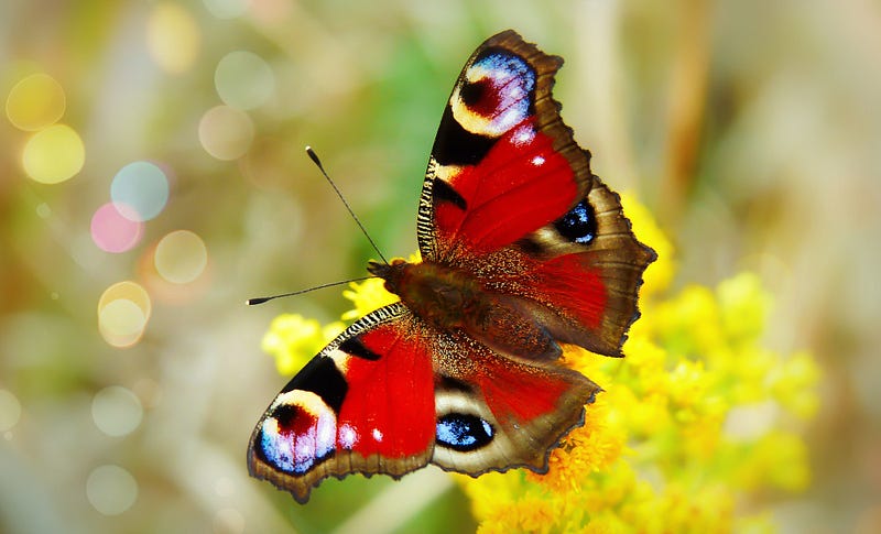 Structural coloration in butterfly wings