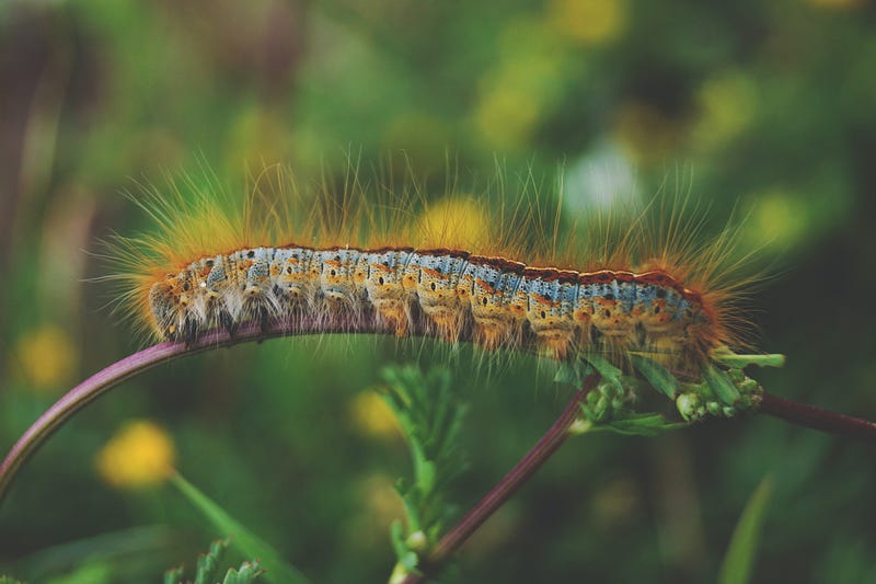 Soft robotics inspired by caterpillars