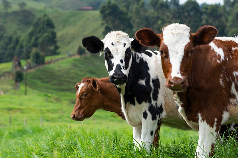 Cattle farming is not the primary source of methane.