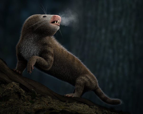 Early mammals and their nocturnal lifestyle