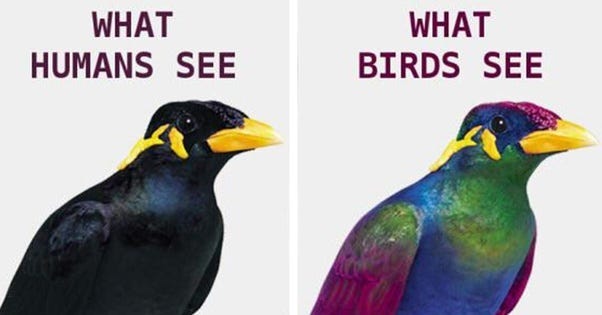 Bird vision and photoreceptors