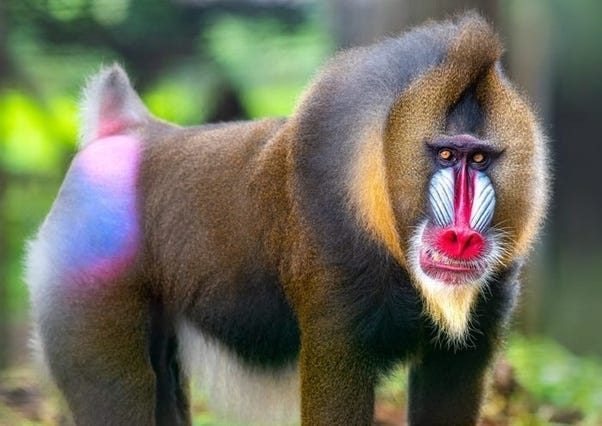 Primates with vibrant fur patterns