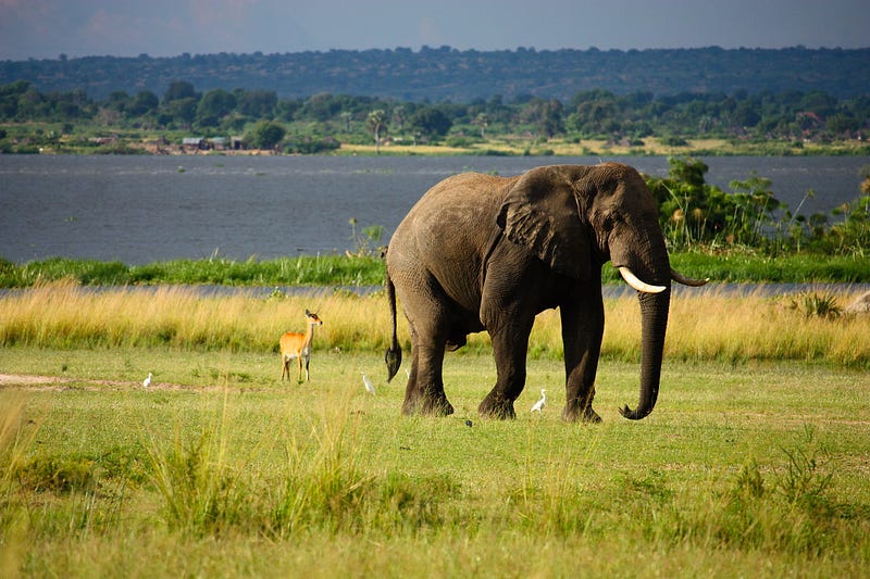 Tuskless elephant in Gorongosa National Park