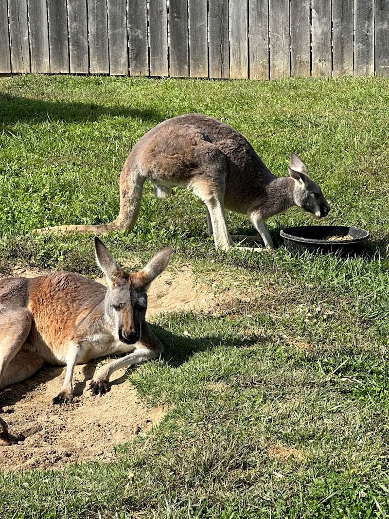 Kangaroos at the petting zoo outside the Ark