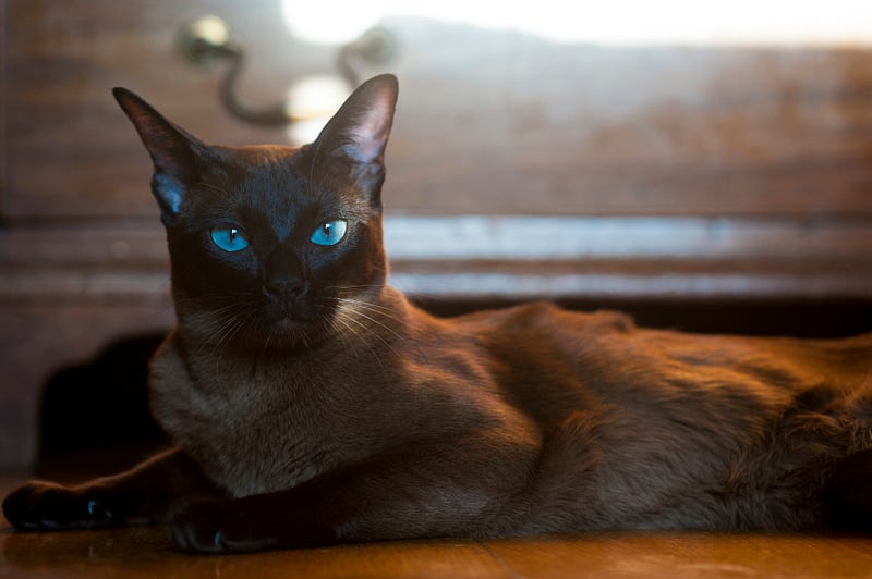 Burmese cats, known for their longevity