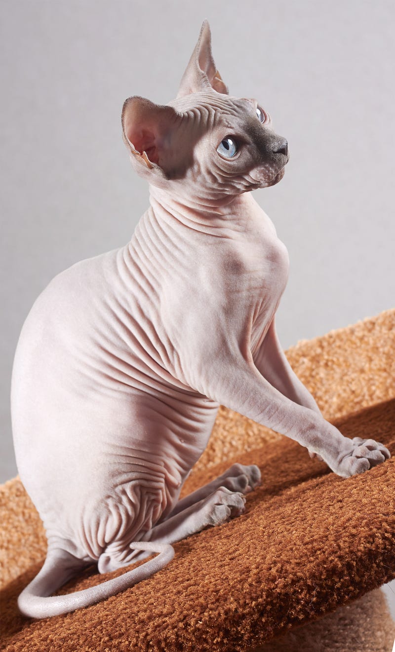 Sphynx cats, known for their unique appearance