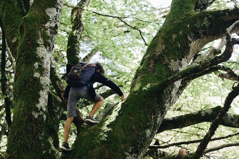 Tree climbing as a dynamic exercise for memory improvement