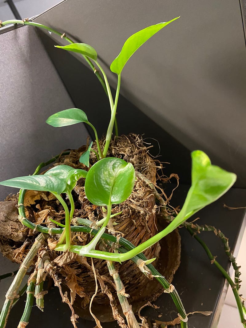 Author's Pothos plant thriving in its pot