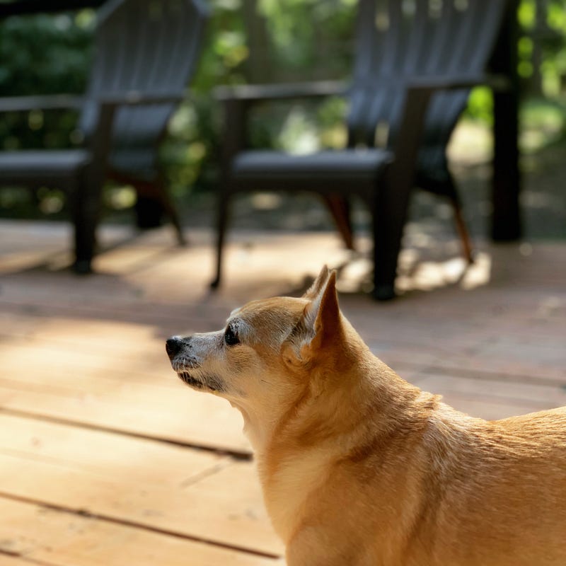 A serene moment shared with my dog in nature.