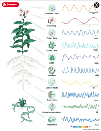 The musical rhythm of plants