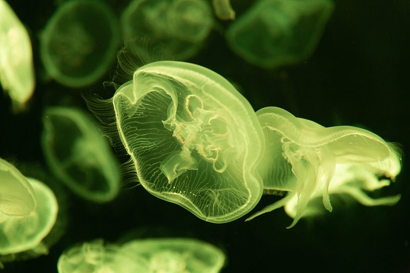 Box Jellyfish in its natural habitat