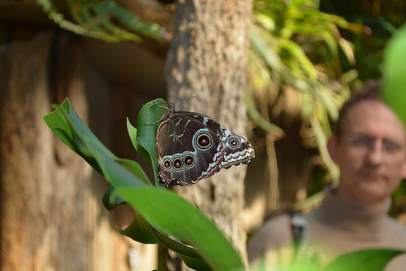 Engaging with Nature through Citizen Science