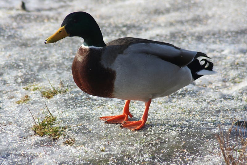 Waterproof feathers of ducks in the rain