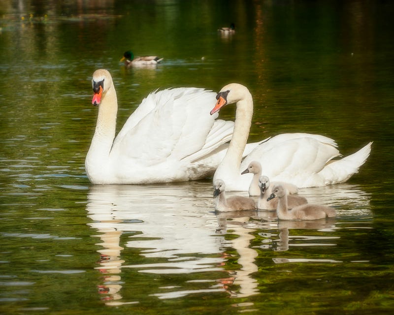 Duck chicks seeking warmth under their parent’s feathers