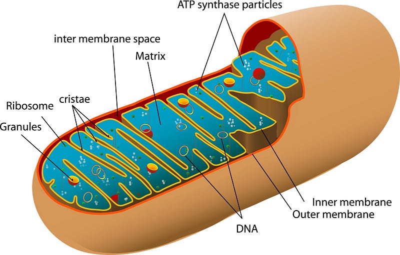 Diagram of mitochondrion structure