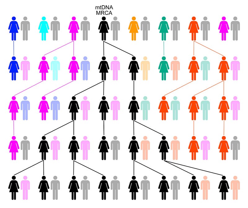 Genetic lineage tracing back to Mitochondrial Eve