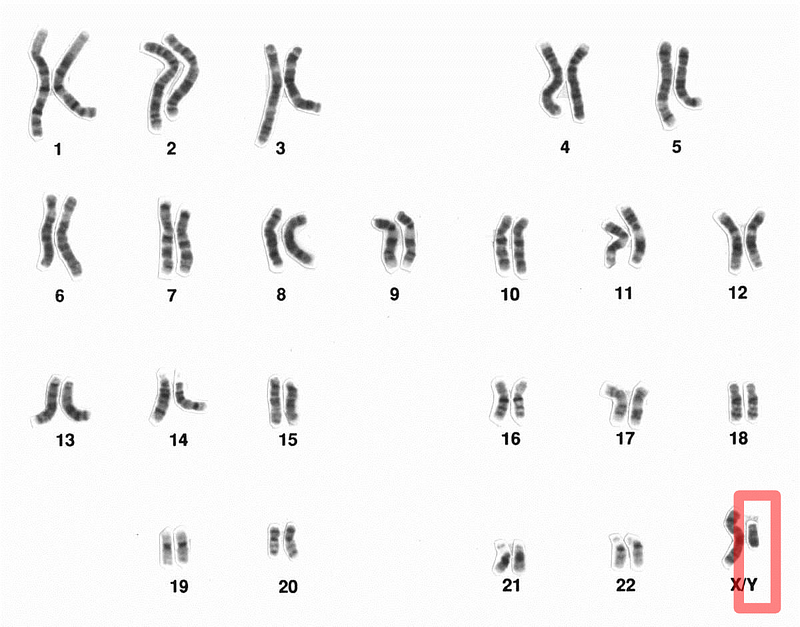 Visual representation of the Y chromosome