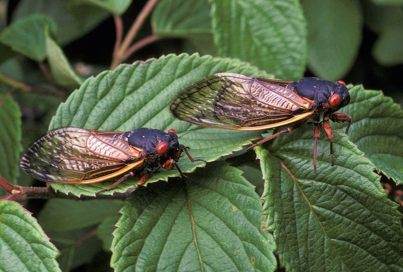 Adult cicadas drying their wings after emerging