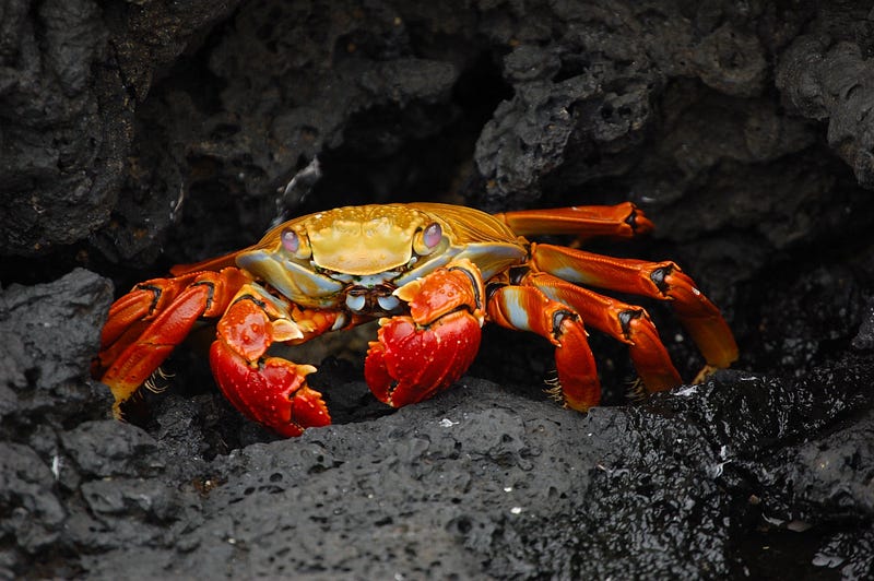 Crabs: A Diverse Group of Crustaceans