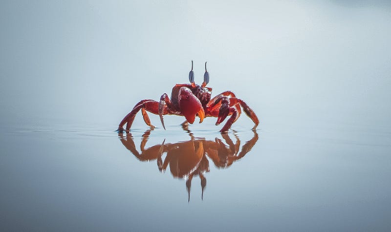 Crab Evolution: A Study of Adaptation