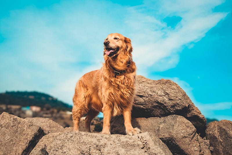 Dog enjoying an outdoor hike with its owner