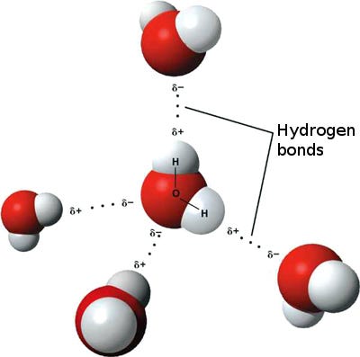 Hydrogen bonds in water molecules