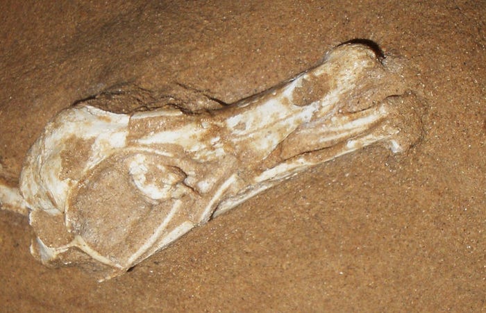 Fossil remains of the duck-like dinosaur