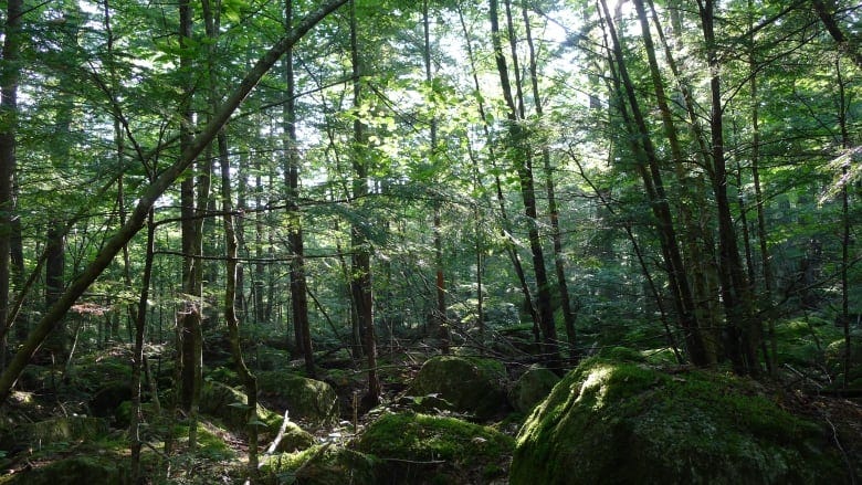 A glimpse into the woods near Knight's campsite.