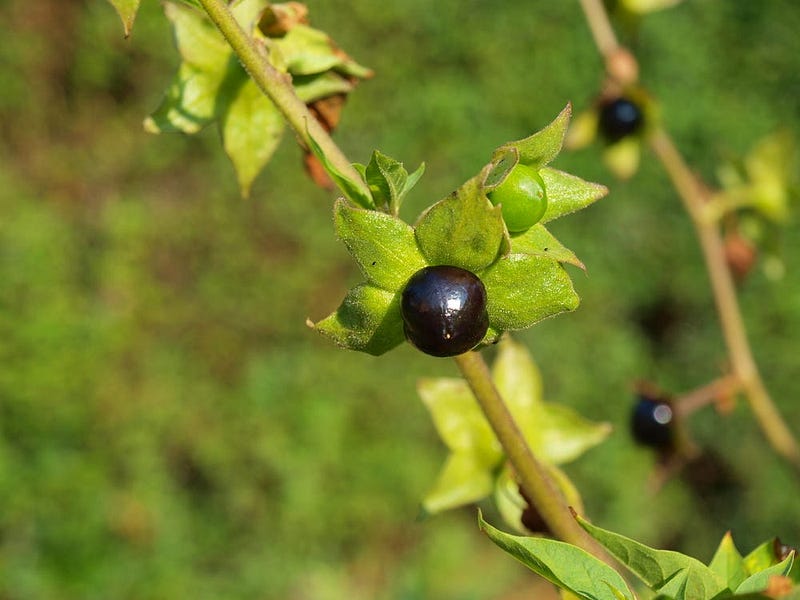 Women used lemon juice and belladonna to enhance their eyes.